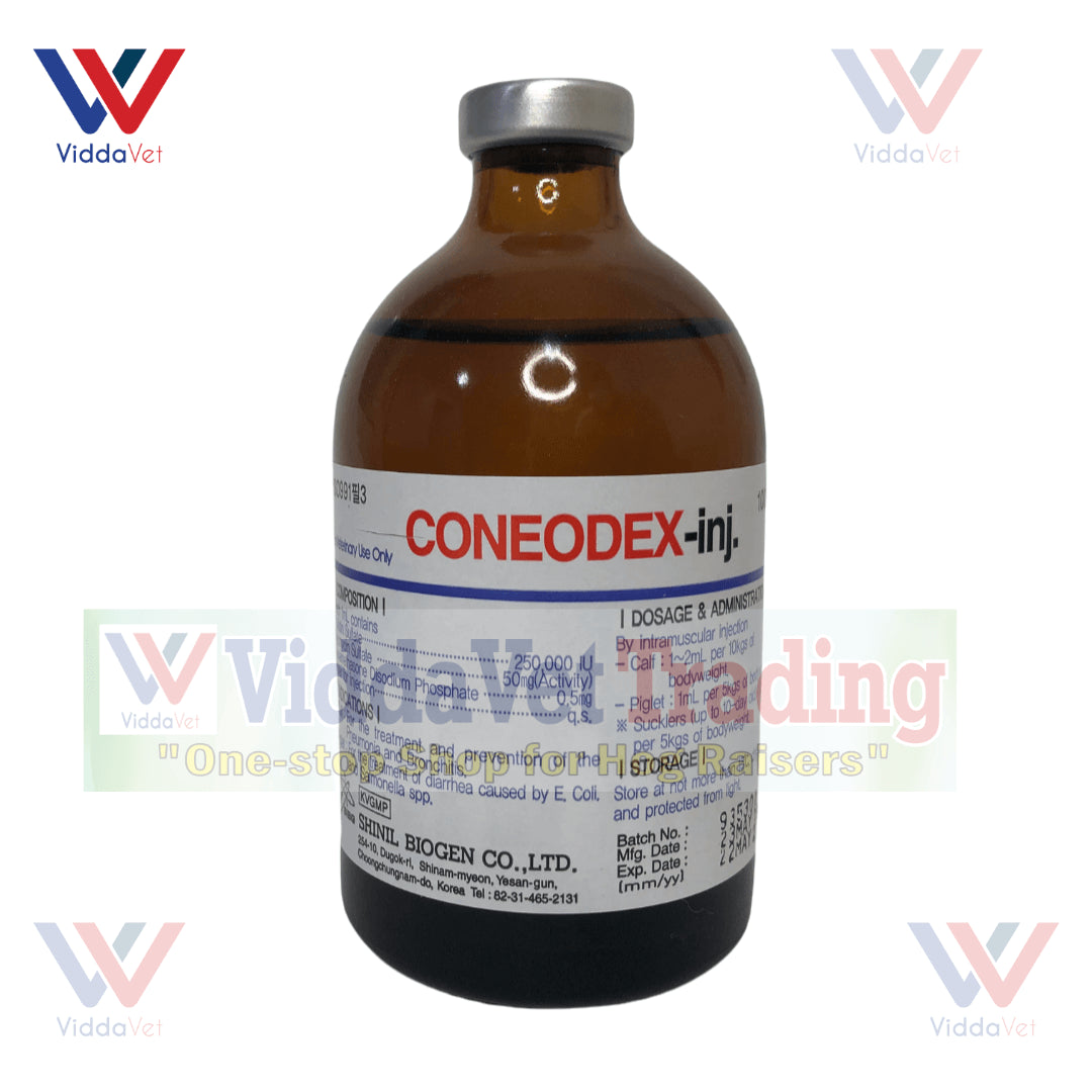 Coneodex (Korea)