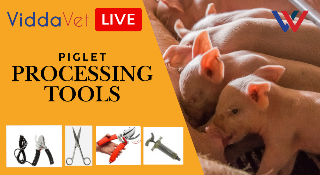 Piglet Processing Tools used to Care for Piglets