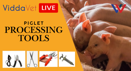 Piglet Processing Tools used to Care for Piglets