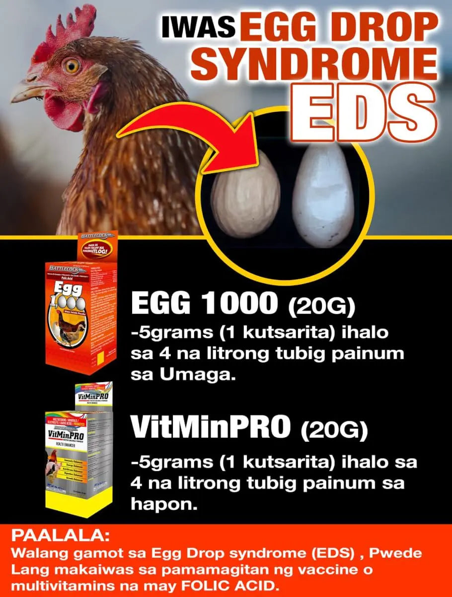 Egg 1000 1Kg